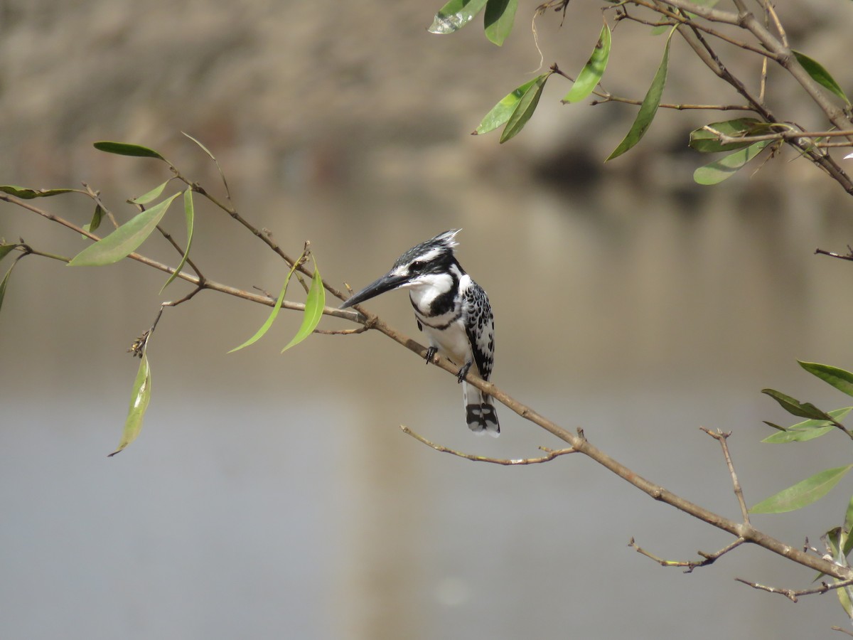 Pied Kingfisher - ML615022777