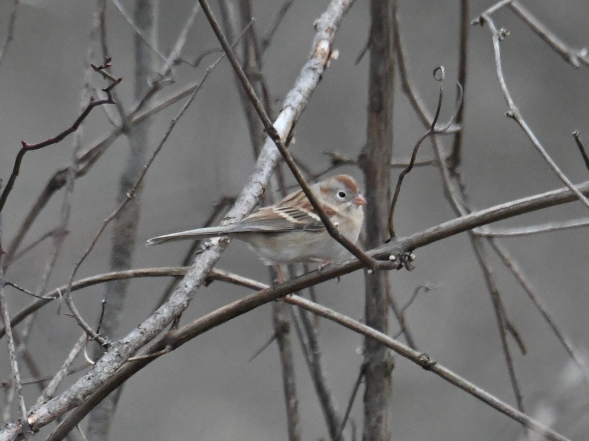 Field Sparrow - ML615022794