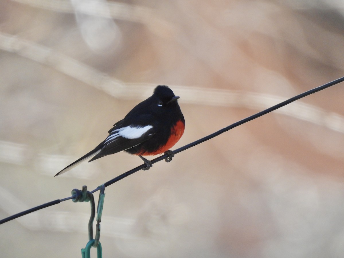 Painted Redstart - Colin Danch