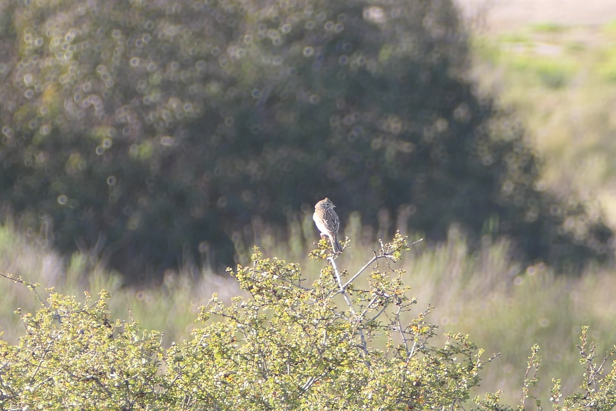 Vesper Sparrow - ML615022810