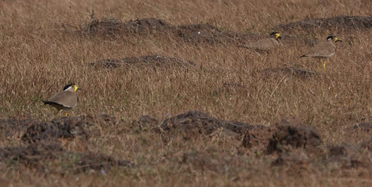 Yellow-wattled Lapwing - ML615022842