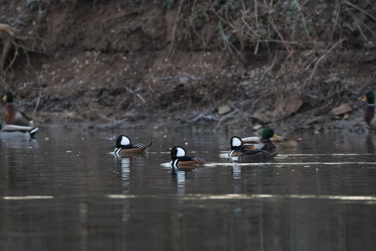 Hooded Merganser - ML615022965