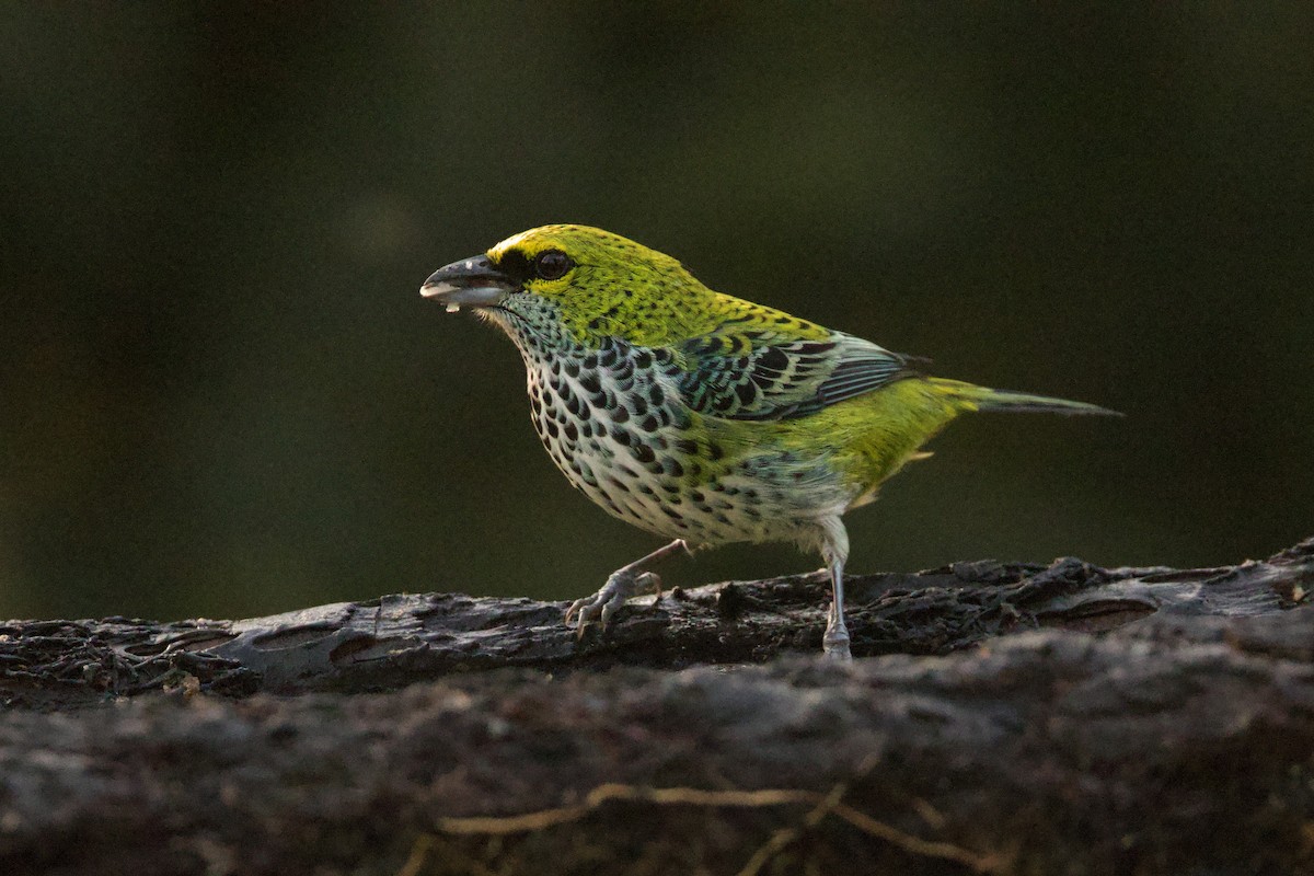Speckled Tanager - ML615022982