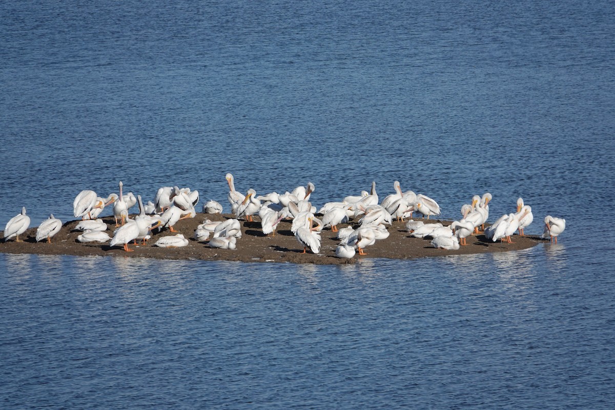 American White Pelican - ML615022985