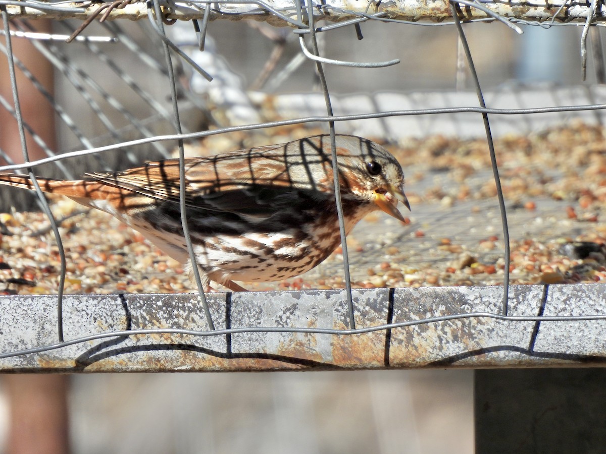 Fox Sparrow (Red) - Colin Danch