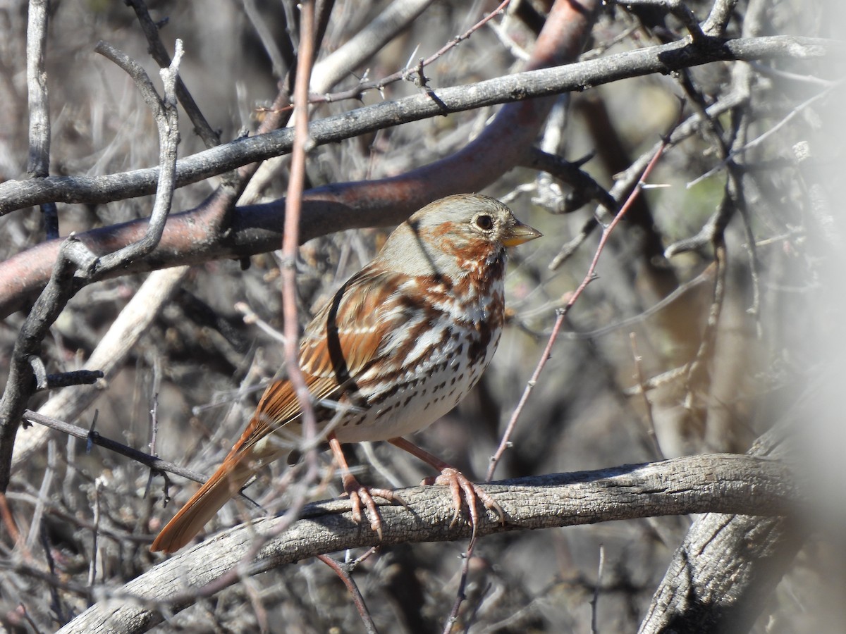 Fox Sparrow (Red) - Colin Danch