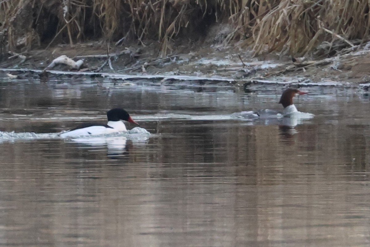 Common Merganser - ML615022995