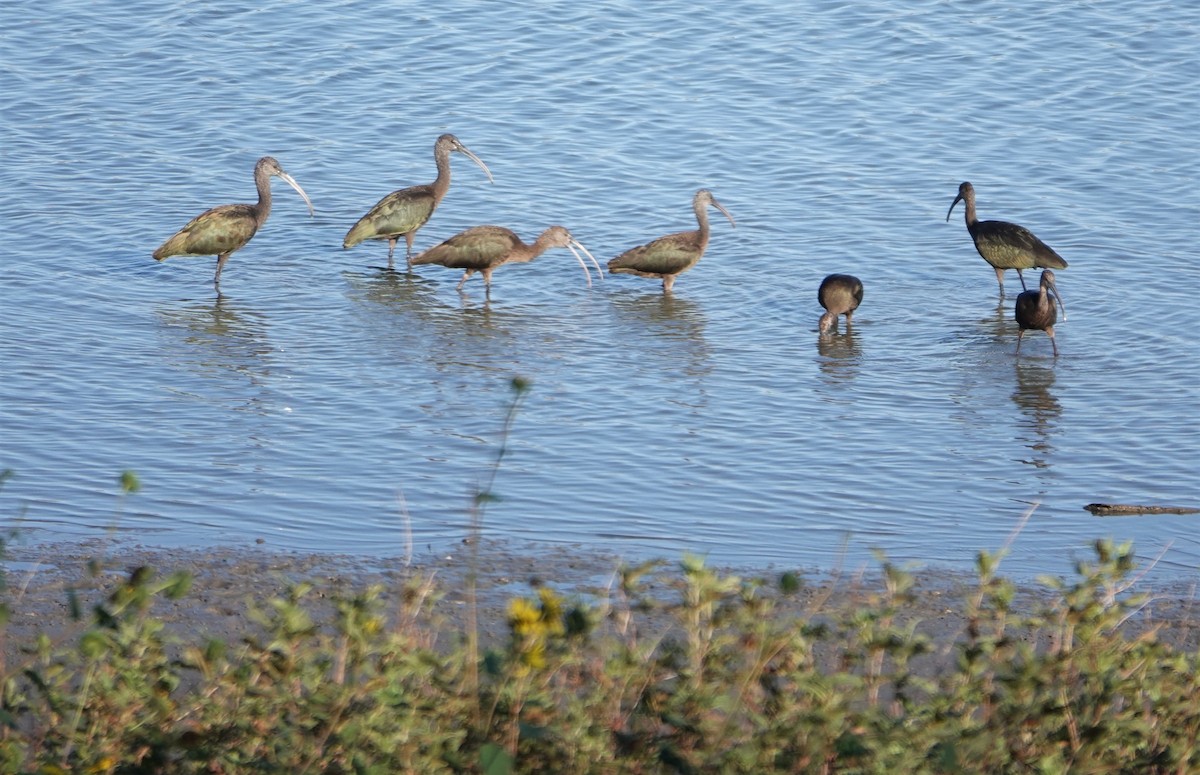 White-faced Ibis - ML615023003