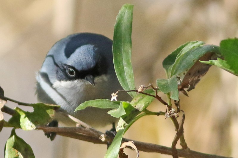 Masked Gnatcatcher - J. Simón Tagtachian