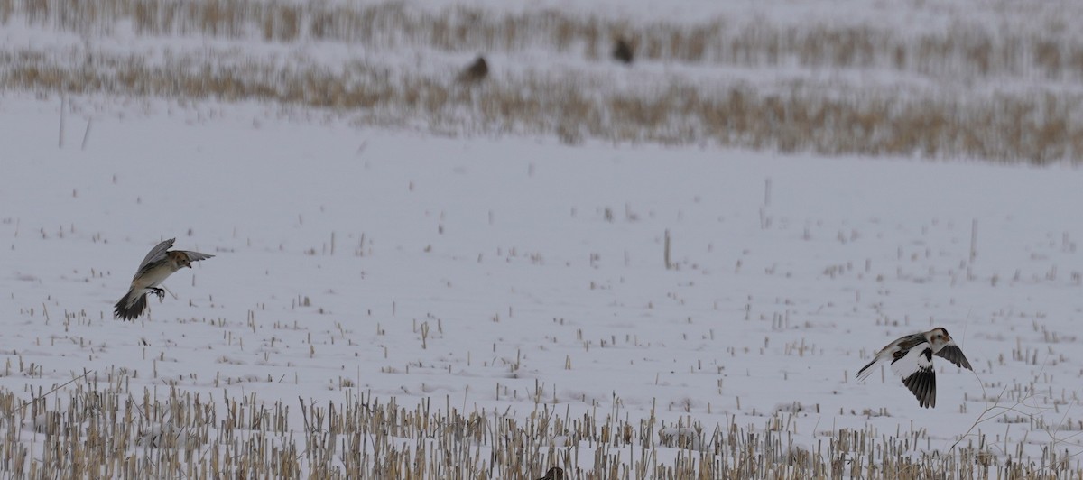 Snow Bunting - ML615023031