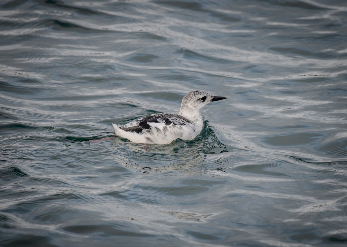 Black Guillemot - ML615023042