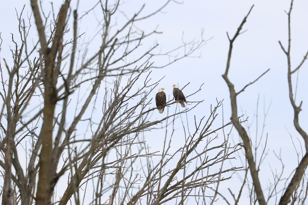 Bald Eagle - ML615023056