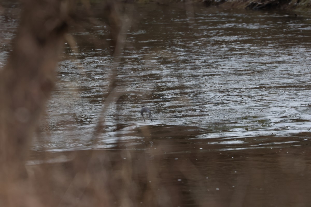 Belted Kingfisher - ML615023229