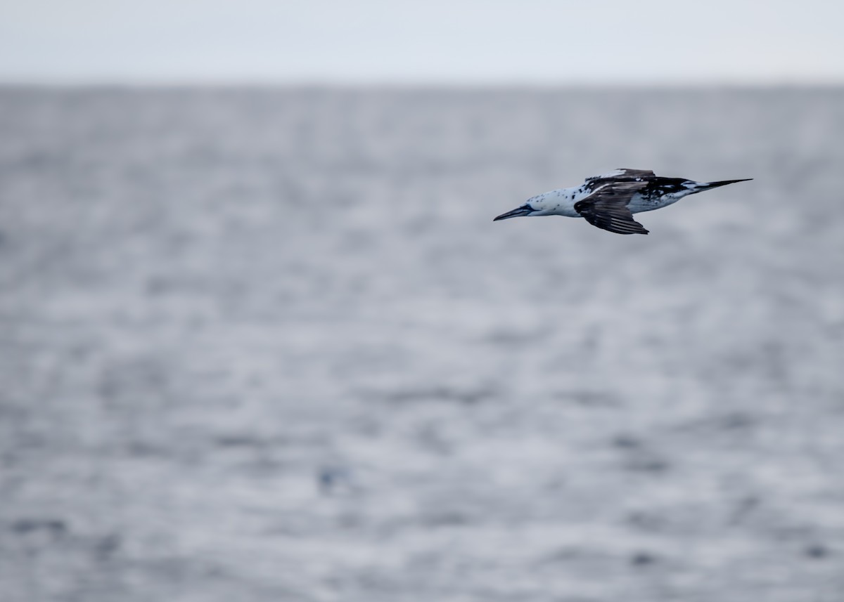 Northern Gannet - ML615023242