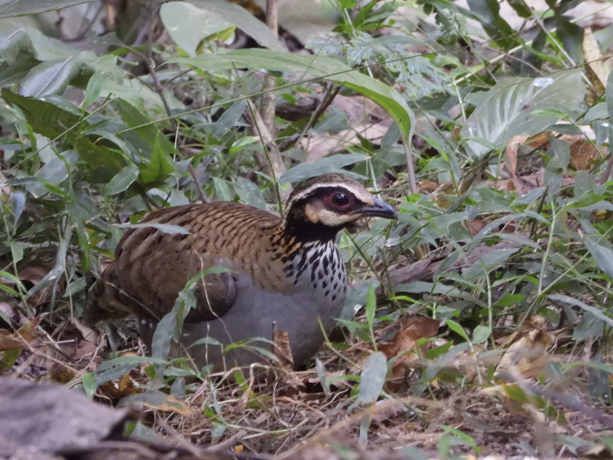 White-cheeked Partridge - Shuangqi Liu