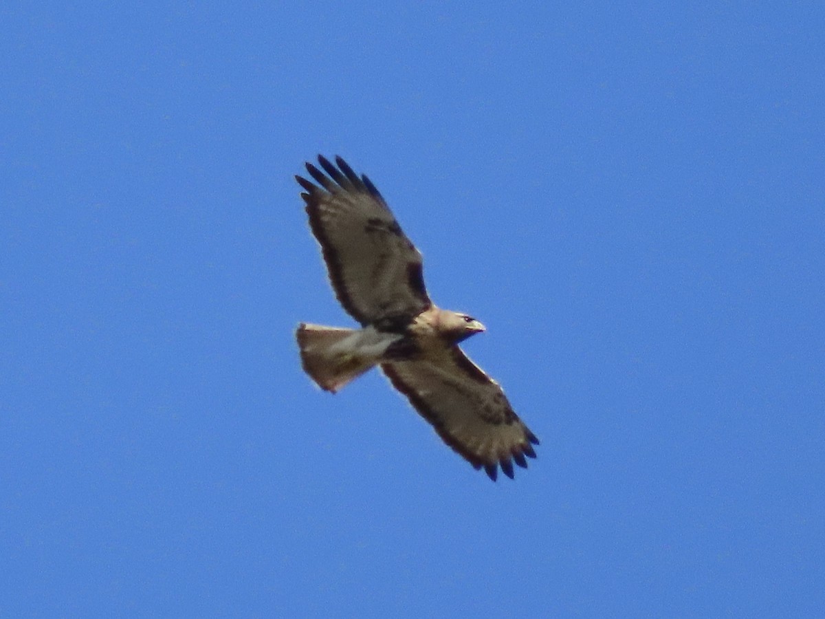 Red-tailed Hawk (jamaicensis) - ML615023261