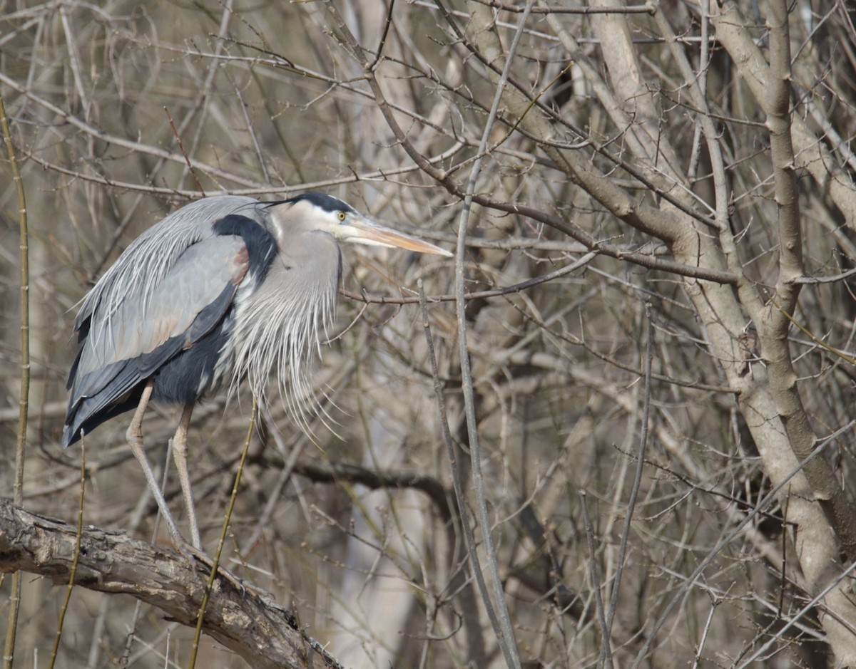 Great Blue Heron (Great Blue) - ML615023273