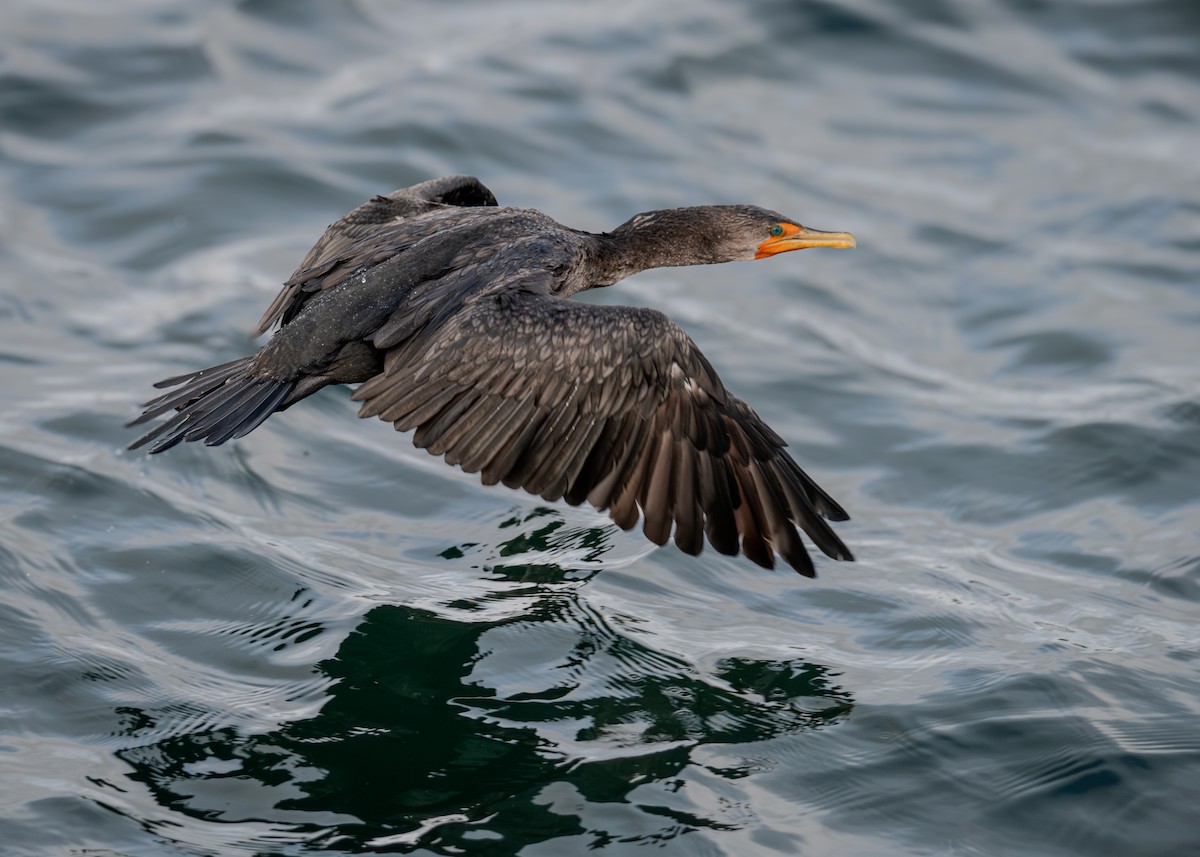 Double-crested Cormorant - ML615023305