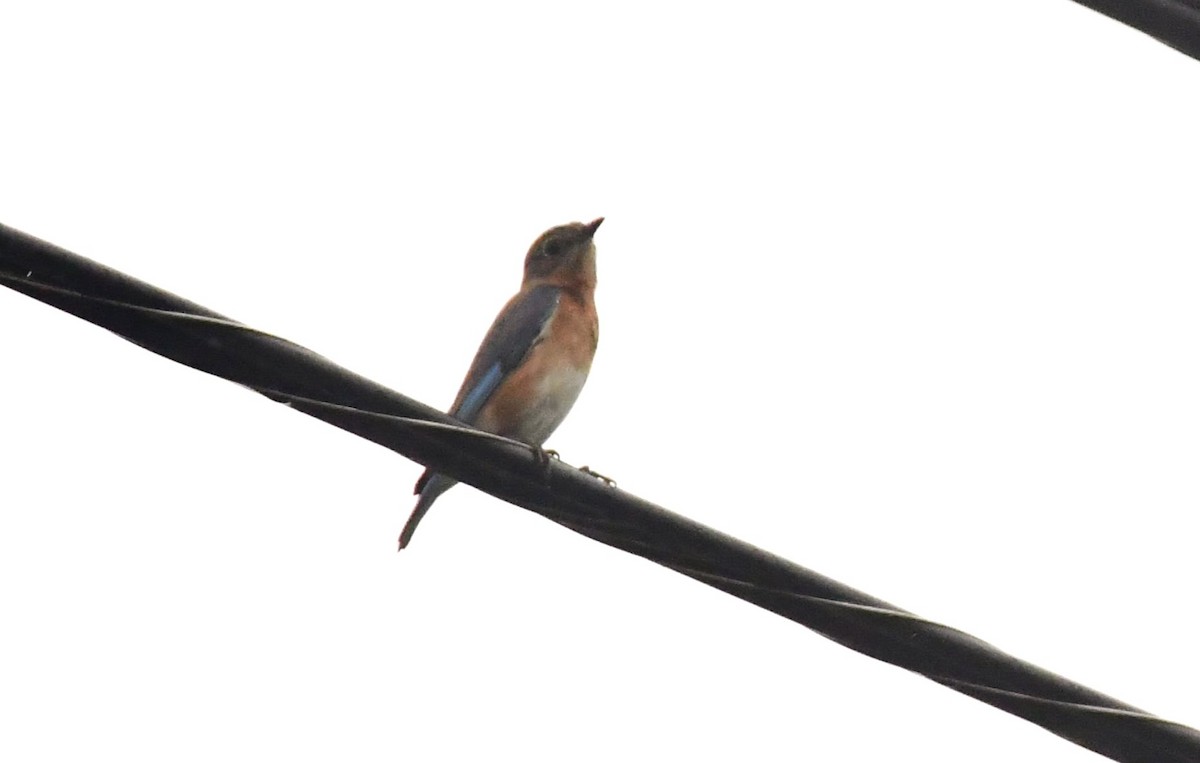 Eastern Bluebird - Jose Francisco Barros 🐜