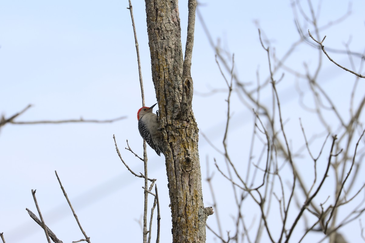 Red-bellied Woodpecker - ML615023317