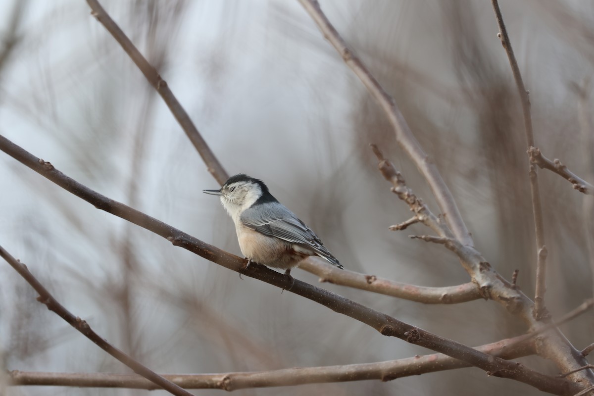 White-breasted Nuthatch - ML615023338