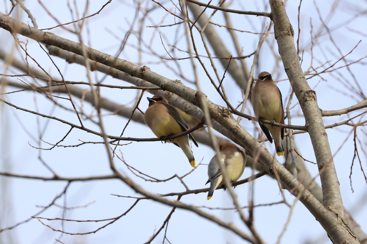 Cedar Waxwing - ML615023355