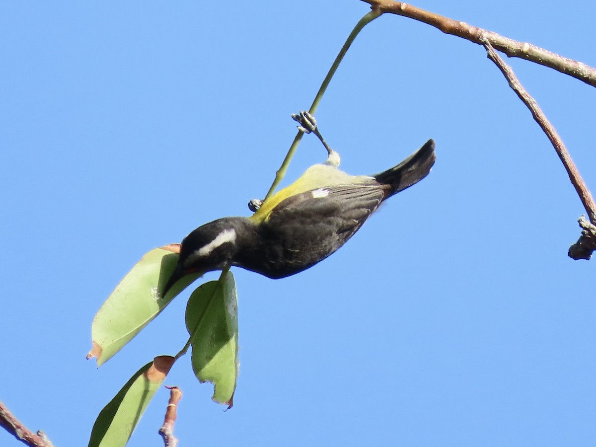 Bananaquit (Puerto Rico) - Tim Carney