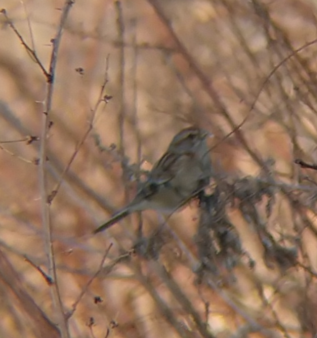 American Tree Sparrow - ML615023443