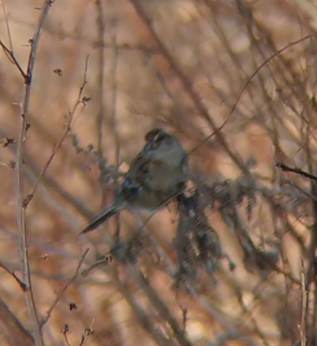 American Tree Sparrow - ML615023444