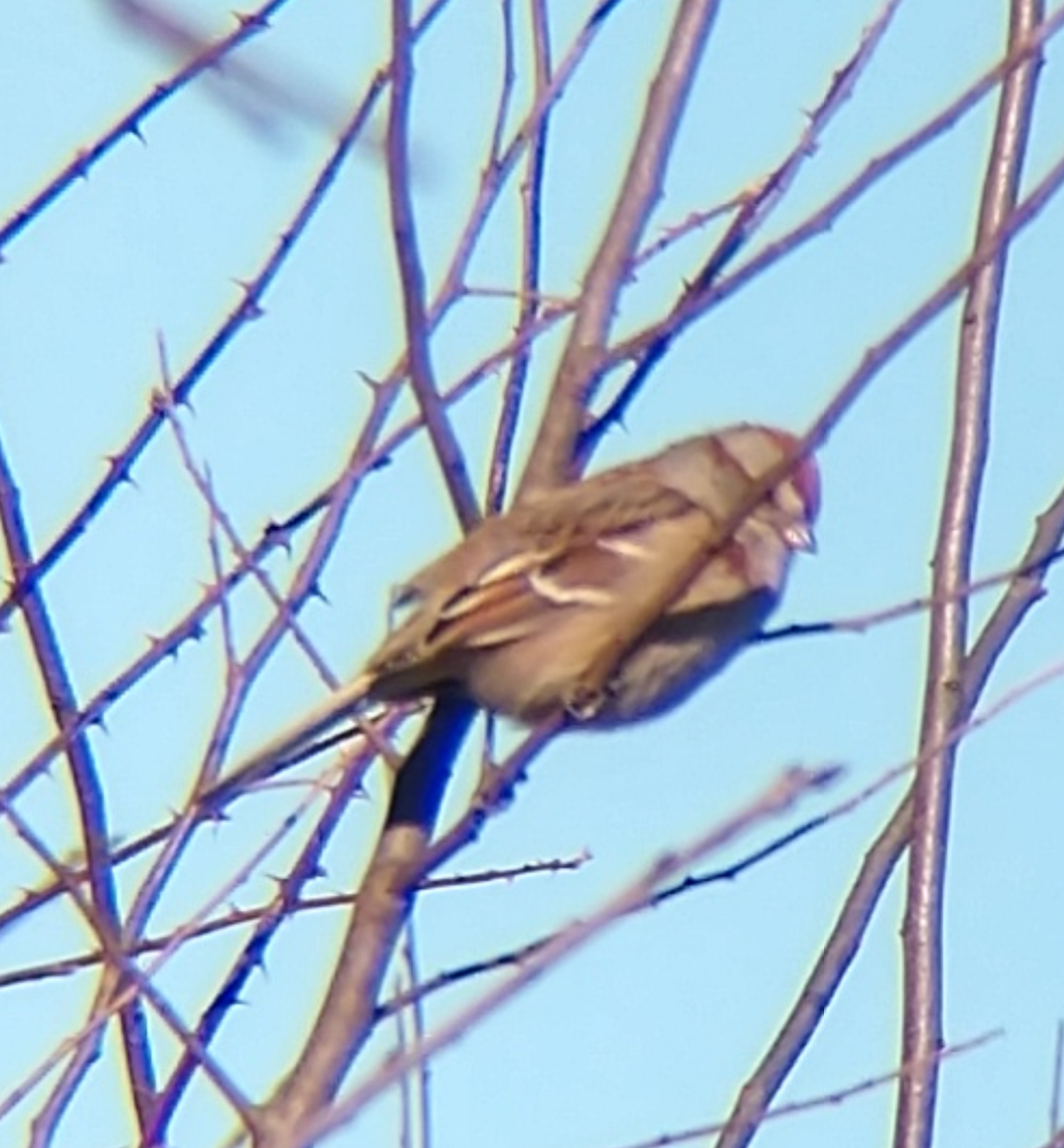 American Tree Sparrow - ML615023445