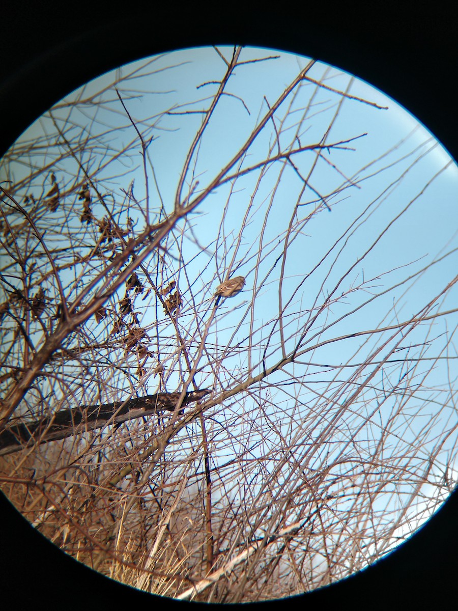 American Tree Sparrow - ML615023468