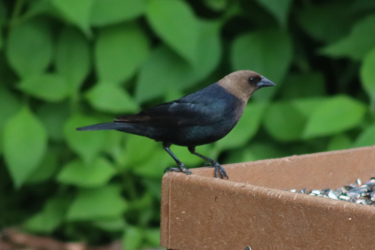 Brown-headed Cowbird - ML615023491