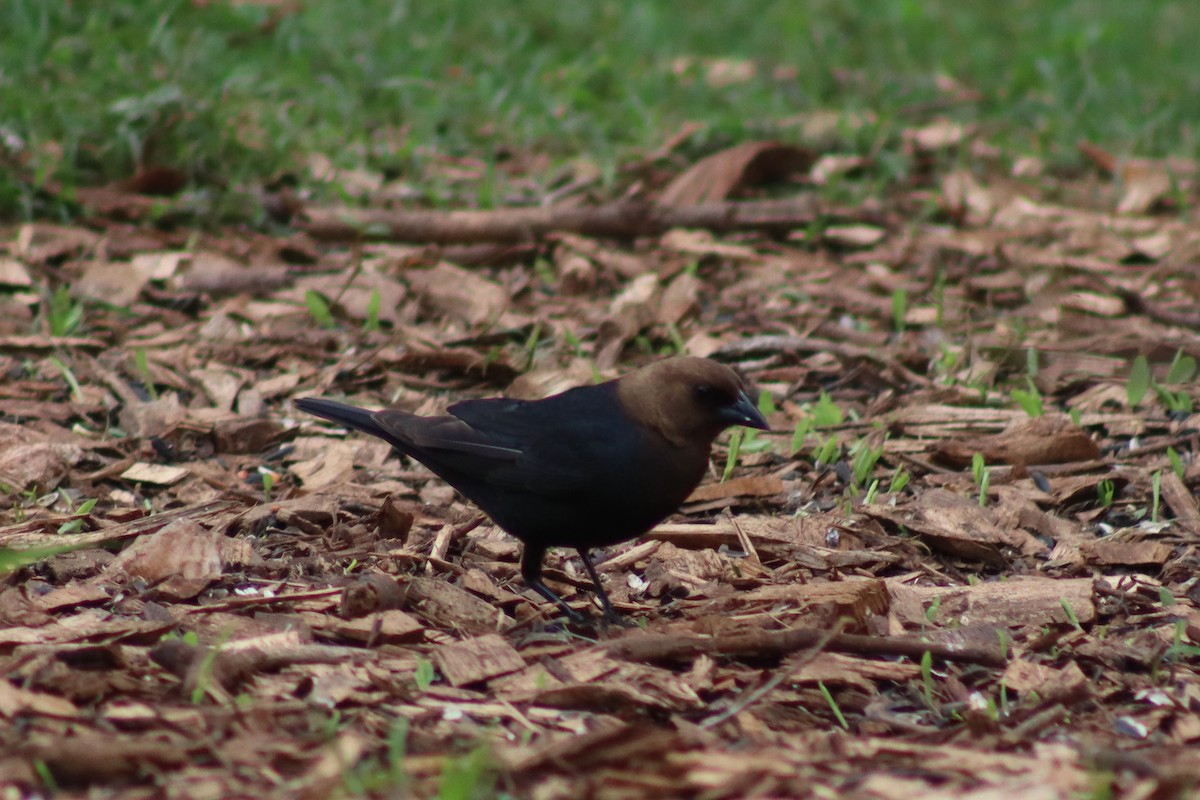 Brown-headed Cowbird - ML615023492