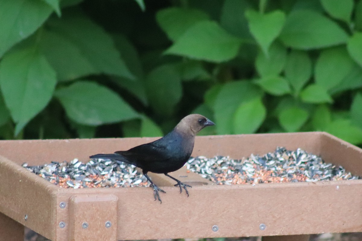 Brown-headed Cowbird - ML615023493