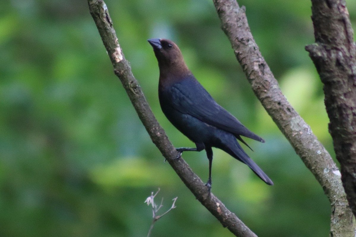 Brown-headed Cowbird - ML615023494