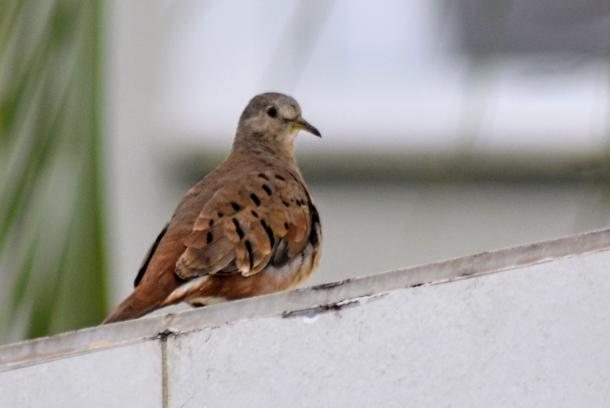 Ruddy Ground Dove - ML615023580