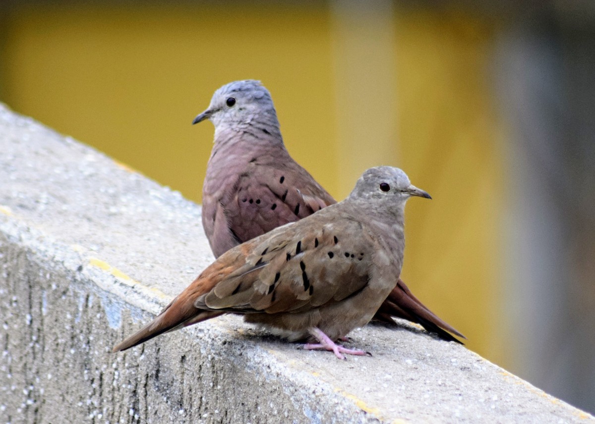 Ruddy Ground Dove - ML615023581