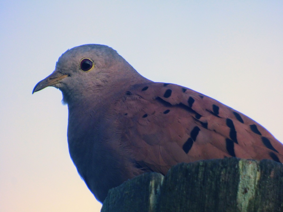 Ruddy Ground Dove - ML615023582