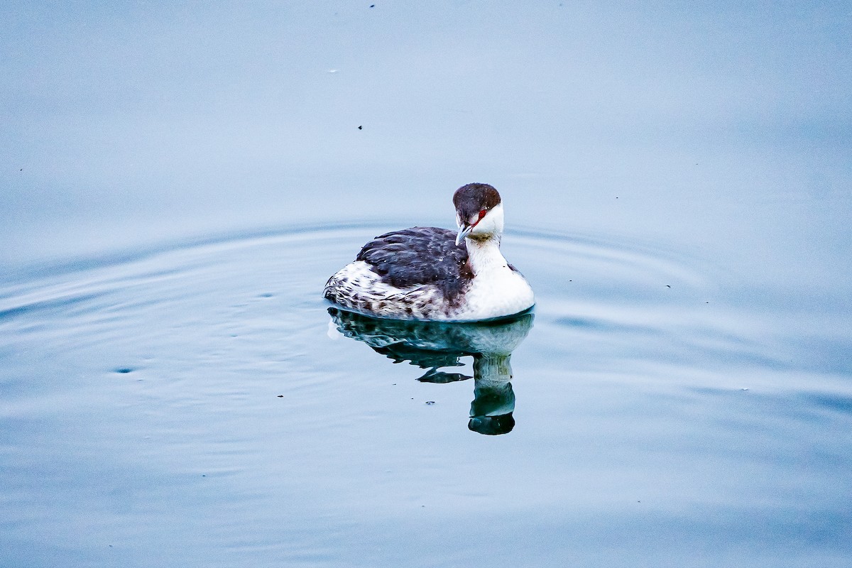 Horned Grebe - ML615023600