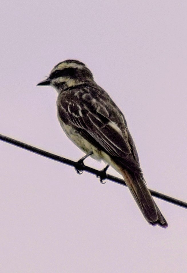 Variegated Flycatcher - ML615023632