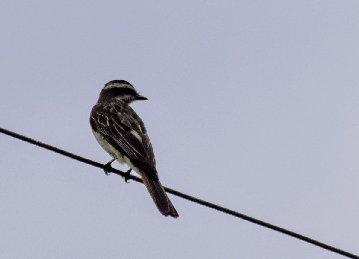 Variegated Flycatcher - ML615023633