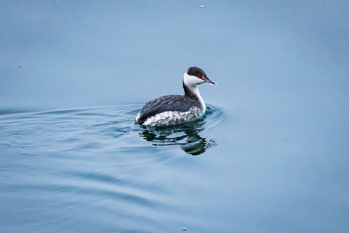 Horned Grebe - ML615023634