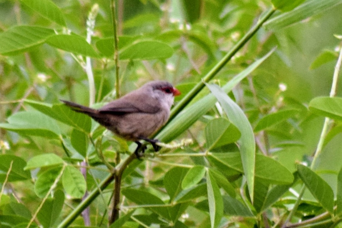 Common Waxbill - ML615023650