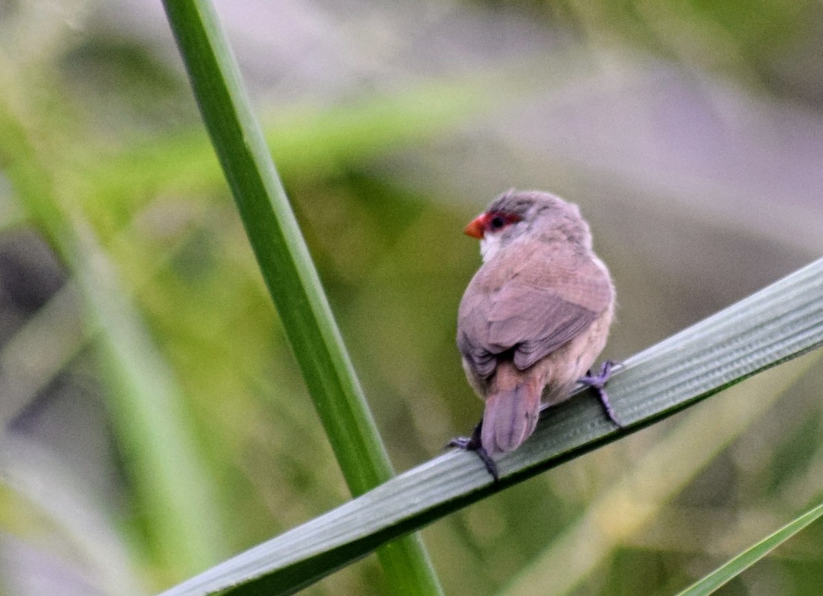 Common Waxbill - ML615023651