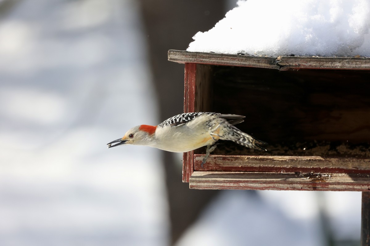 Red-bellied Woodpecker - K Smerdon
