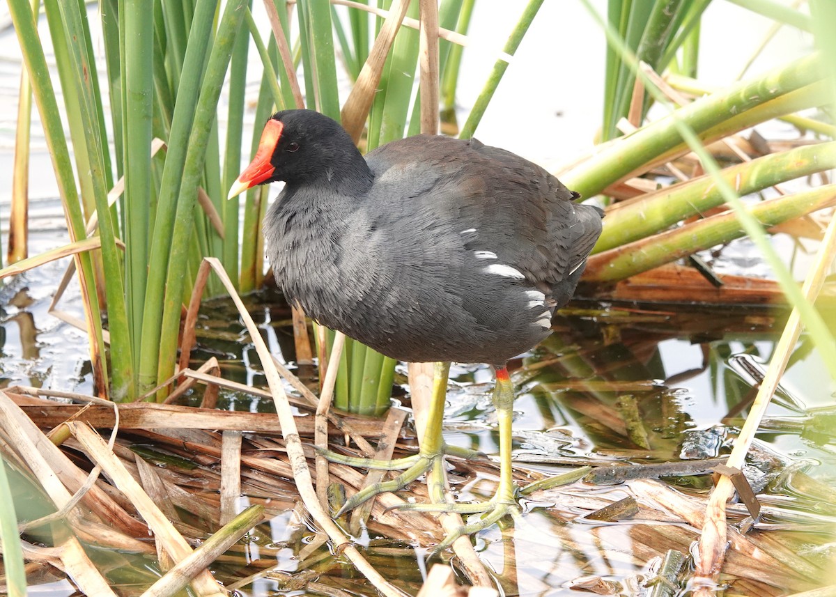 Common Gallinule - ML615023699