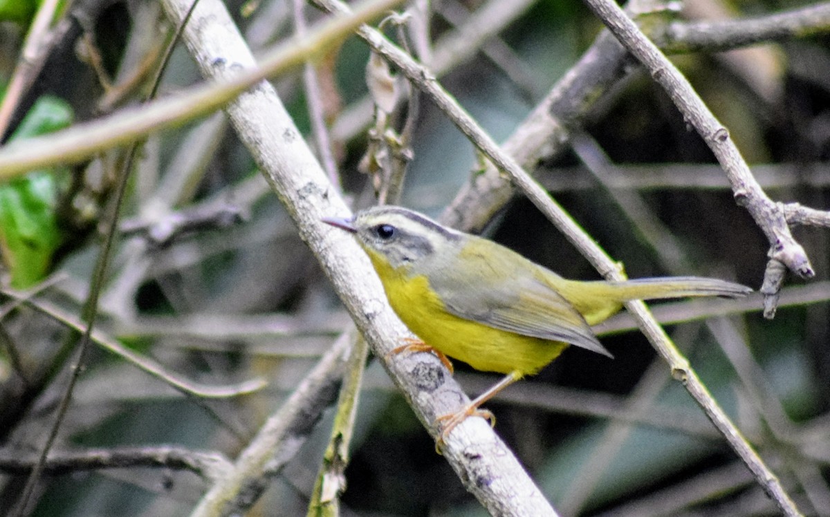 Golden-crowned Warbler - ML615023702