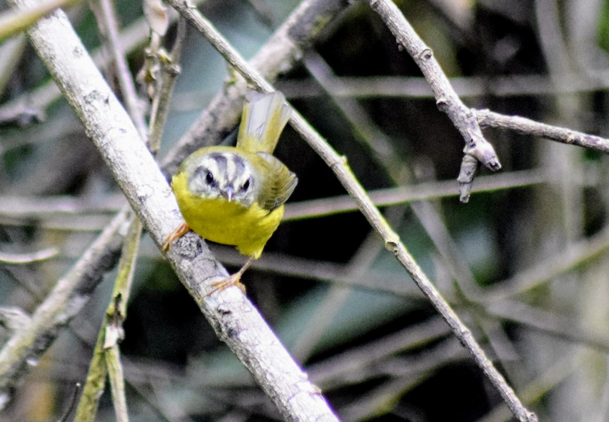 Golden-crowned Warbler - ML615023703