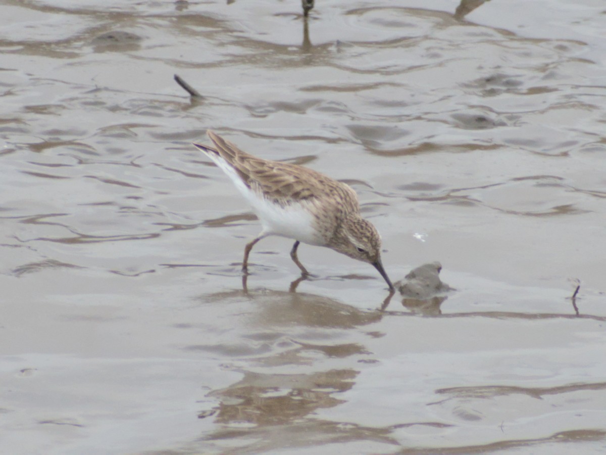 Least Sandpiper - ML615023707