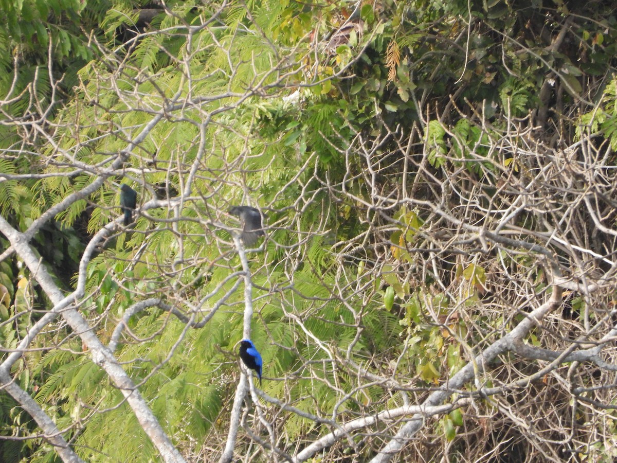 Asian Fairy-bluebird - Shuangqi Liu